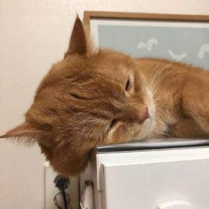 老美漏奶免费毛片
